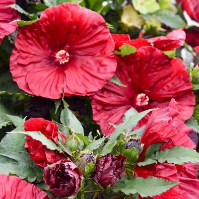 Hibiscus Blackberry Merlot