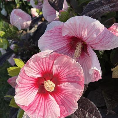 Hibiscus Starry Starry Night