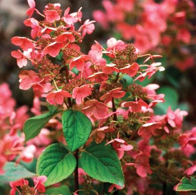 Hydrangea paniculata Quick Fire&reg;