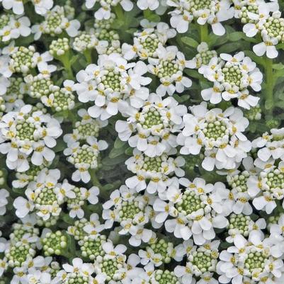 Iberis sempervirens Snowflake