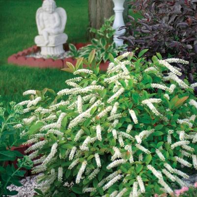 Itea virginica Little Henry&reg;