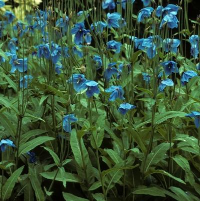 Meconopsis betonicifolia 
