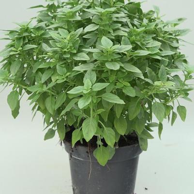Ocimum basilicum Bonsai