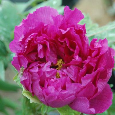 Paeonia suffruticosa Purple