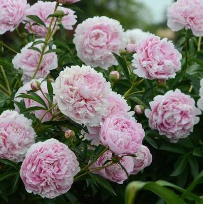 Paeonia lactiflora Sarah Bernhardt