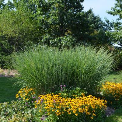 Panicum virgatum Cloud Nine