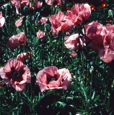 Papaver orientale Princess Victoria Louise