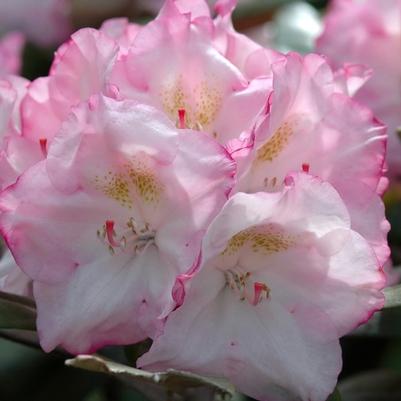 Rhododendron yakushimanum Ken Janeck
