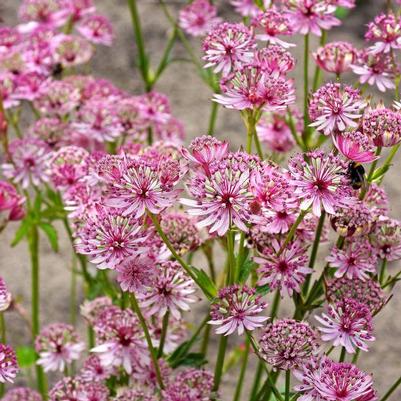 Astrantia major Sparkling Stars Pink
