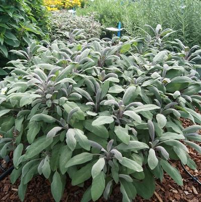 Salvia officinalis 