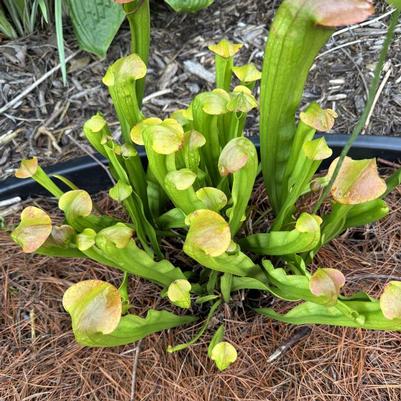 Sarracenia Bug Bat