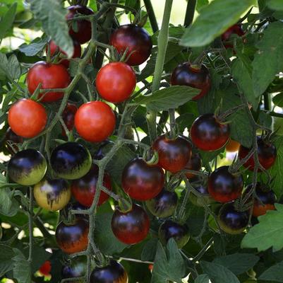 Solanum lycopersicon Midnight Snack
