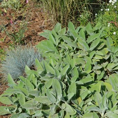Stachys byzantina 