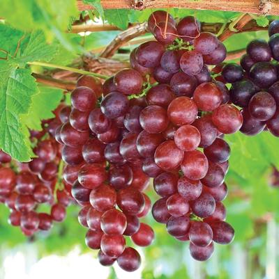 Vitis labrusca Catawba