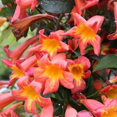 Bignonia capreolata Dressed To Thrill&reg;