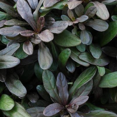 Ajuga x tenorii Chocolate Chip