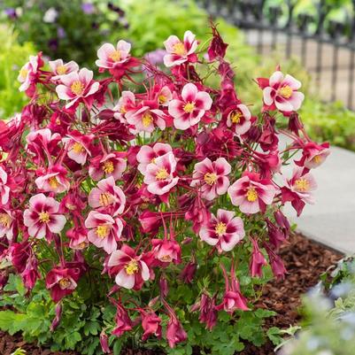 Aquilegia caerulea Earlybird&trade; Red White