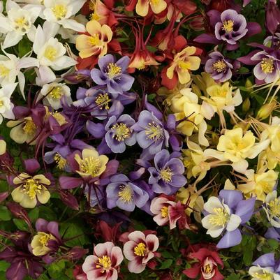 Aquilegia caerulea Earlybird&trade; Mix