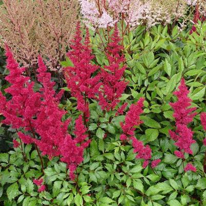 Astilbe chinensis Visions Vulcano