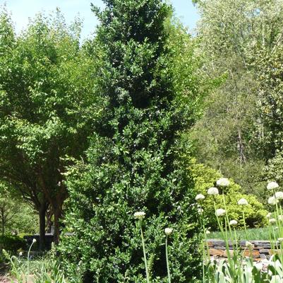 Buxus Green Mountain - Pyramidal