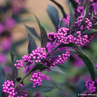 Callicarpa Pearl Glam