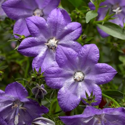 Campanula interspecific Cariboo&trade; Blue 
