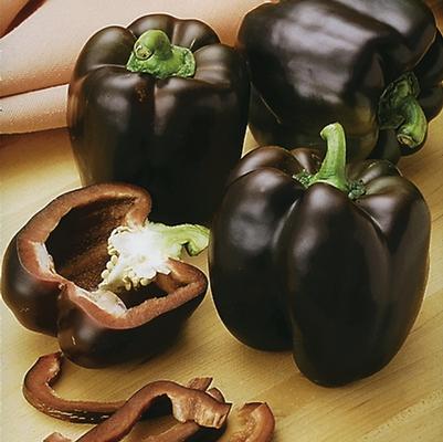 Capsicum annuum Chocolate Beauty