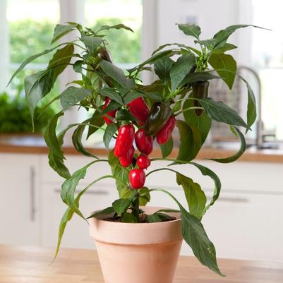Capsicum annuum Jalape&ntilde;o
