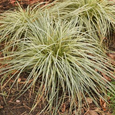 Carex oshimensis Feather Falls&trade;