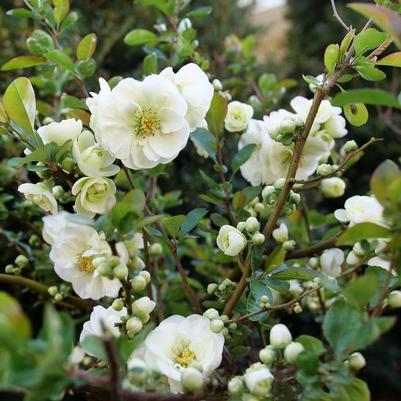Chaenomeles speciosa Double Take Eternal White&reg;