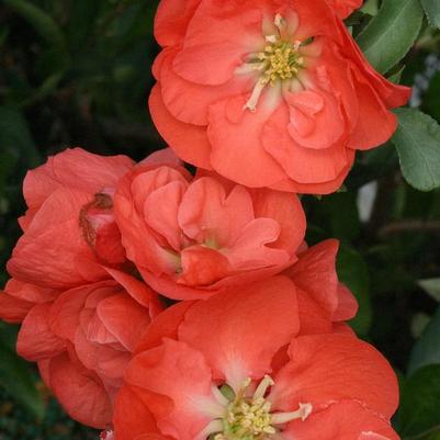 Chaenomeles speciosa Double Take&reg; Orange