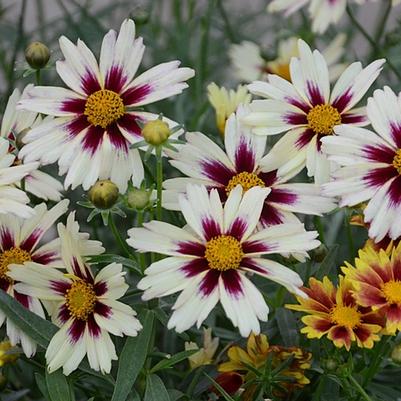 Coreopsis L'il Bang&trade; Starlight