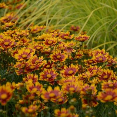 Coreopsis L'il Bang&trade; Daybreak