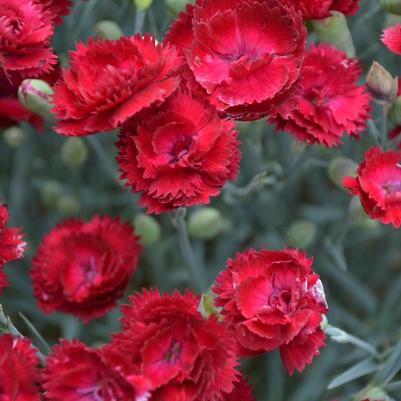 Dianthus Pretty Poppers&trade; Electric Red