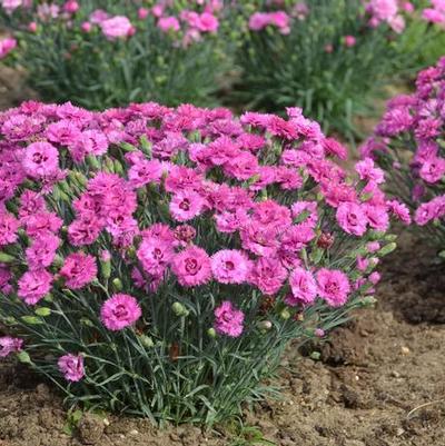 Dianthus Pretty Poppers&trade; Goody Gumdrops