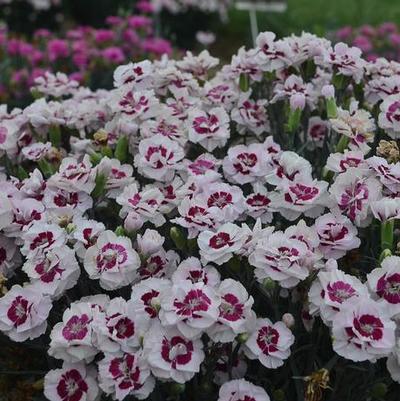 Dianthus Pretty Poppers&trade; Kiss and Tell