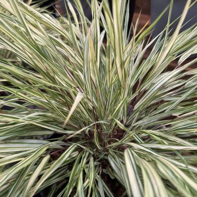 Hakonechloa macra Lime Zest&trade;