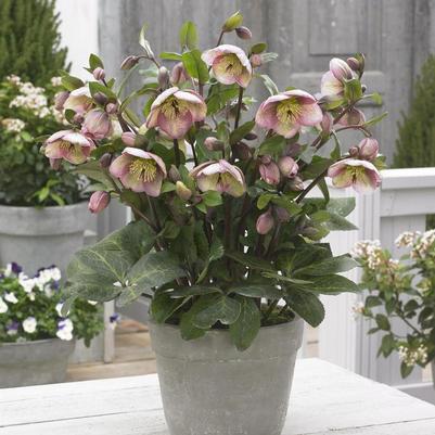 Helleborus Frostkiss&reg; Bayli's Blush&reg;