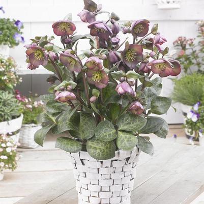 Helleborus Frostkiss&reg; Dana's Dulcet