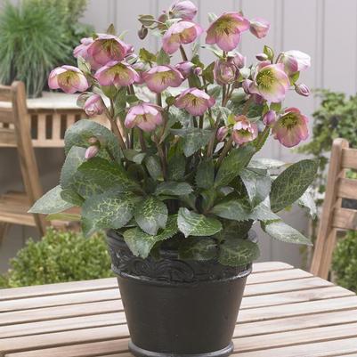 Helleborus Frostkiss&reg; Dorothy's Dawn&trade;