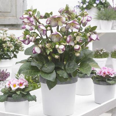 Helleborus Frostkiss&reg; Glenda's Gloss