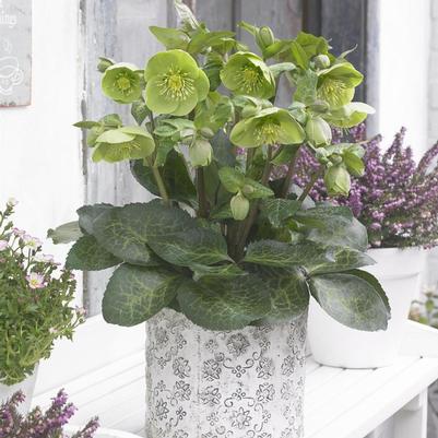 Helleborus Frostkiss&reg; Illumi Lime