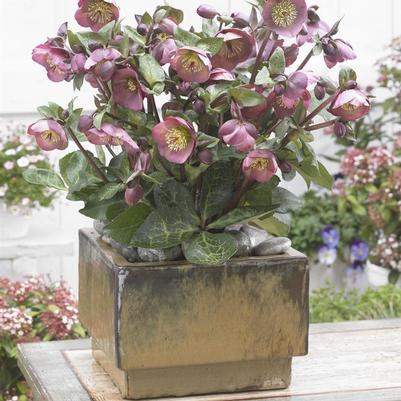 Helleborus Frostkiss&reg; Penny's Pink&reg;
