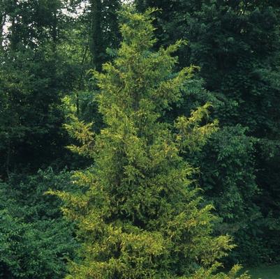 Chamaecyparis pisifera Gold Spangle