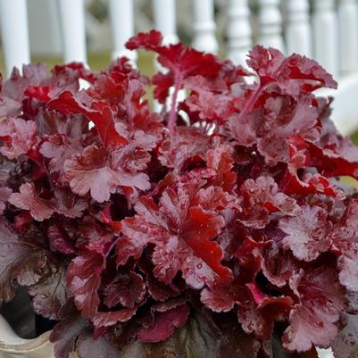 Heuchera Dolce&reg; Cherry Truffles