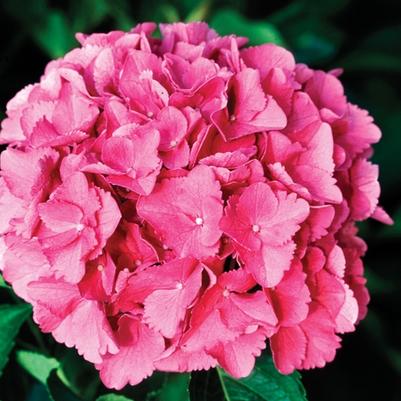 Hydrangea macrophylla Cityline&reg; Venice