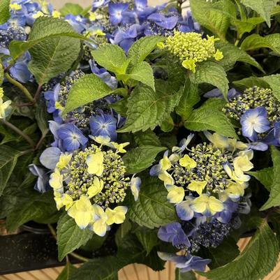 Hydrangea macrophylla Pop Star&reg;