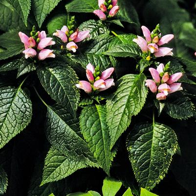 Chelone lyonii Pink Temptation
