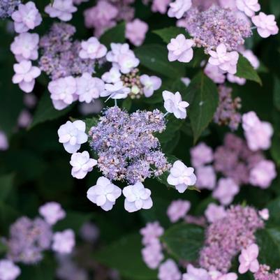 Hydrangea serrata Tiny Tuff Stuff&trade;