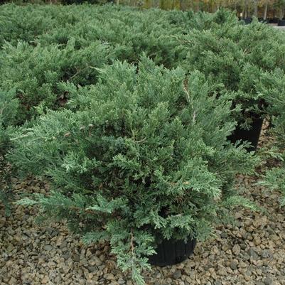 Juniperus davurica Expansa ('Parsonii')